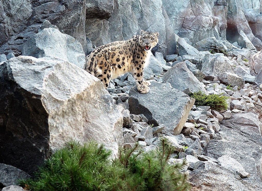 Die nächste Raubkatze ist im Zoo Leipzig gestorben: Schneeleopard Onjegin wurde 20 Jahre alt.