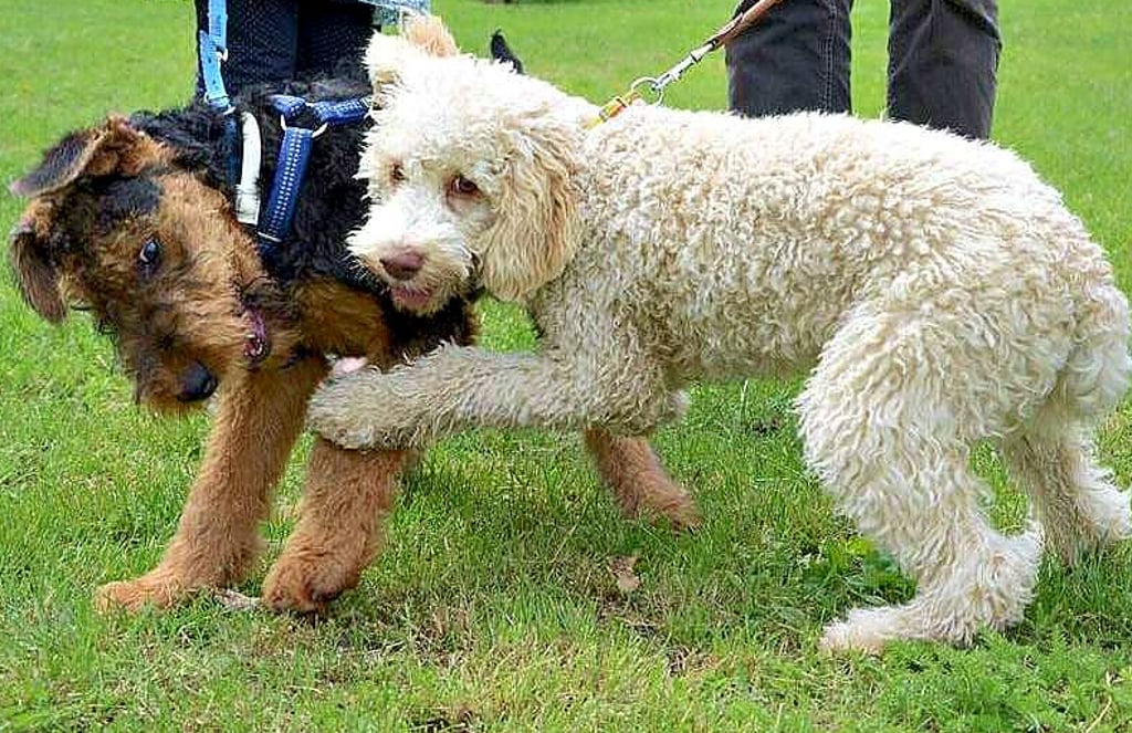 Der Hundesportverein Salzwedel bietet beim Tag des Hundes am 4. Juni die Möglichkeit, Angebote wie die Junghunde-Basisausbildung kennenzulernen.