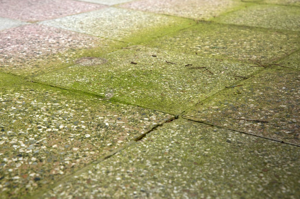 Grünes Ärgernis: Auch auf Terrassenbelägen im Schatten fühlen sich Moose und Algen wohl.