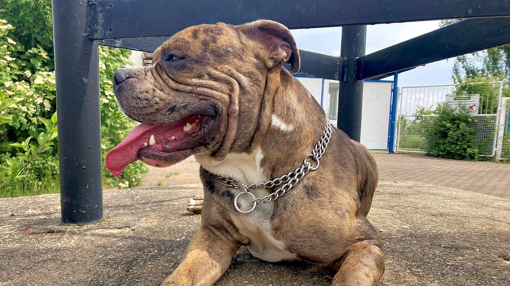 Hund Apollo hat seinem Herrchen möglicherweis das Leben gerettet.