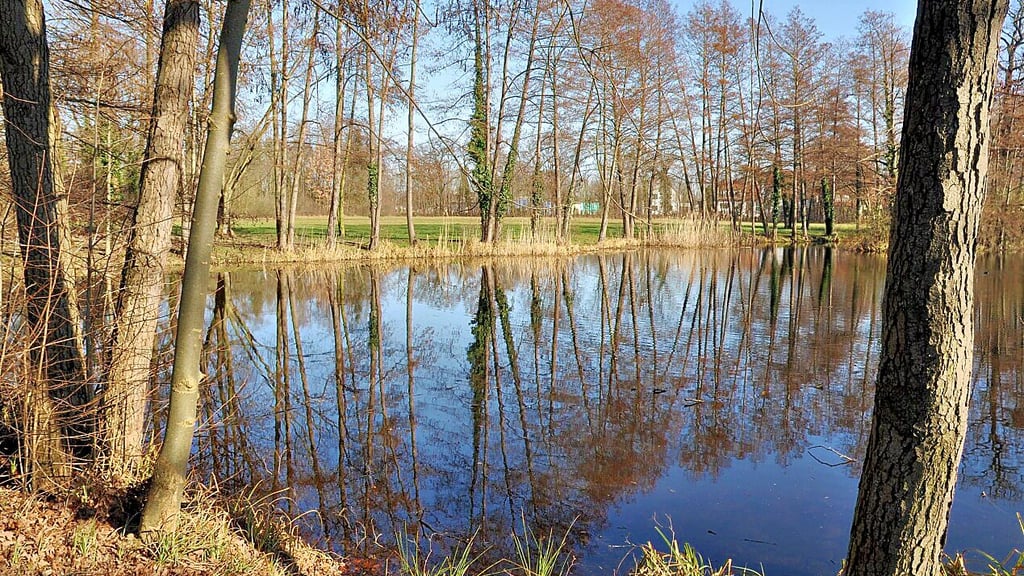 Umwelt Gift im Teich Stadt Genthin kann Reinigung nicht bezahlen