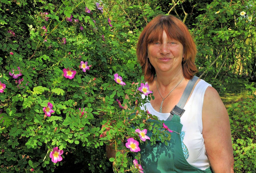 Die ersten Rosen blühen im Europa-Rosarium Sangerhausen. Darüber freut sich die Rosengärtnerin Kathrin Francke.