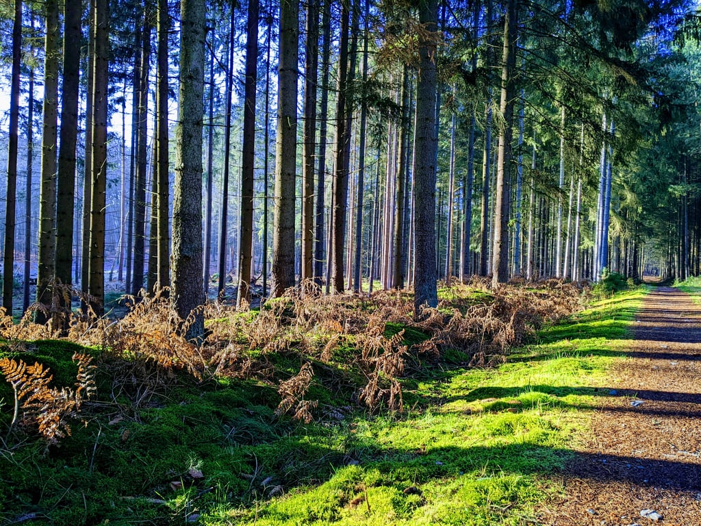 Beim Umbau des Waldes, damit dieser besser an den Klimawandel angepasst ist, sollen Waldbesitzern 900 Millionen Euro Fördergelder helfen.