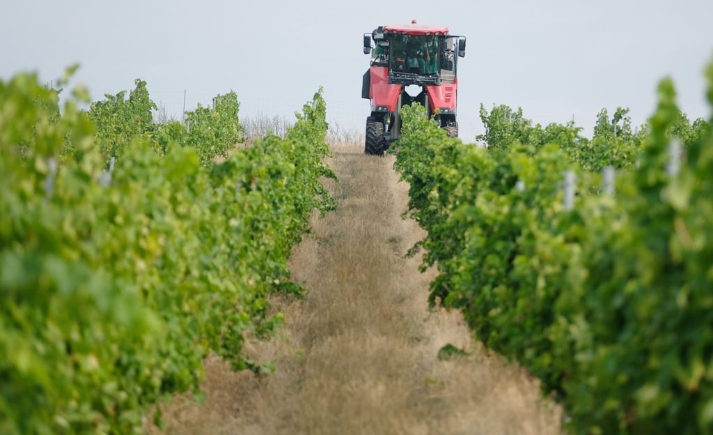 Ein Vollernter pflückt Wein der Sorte Solaris.