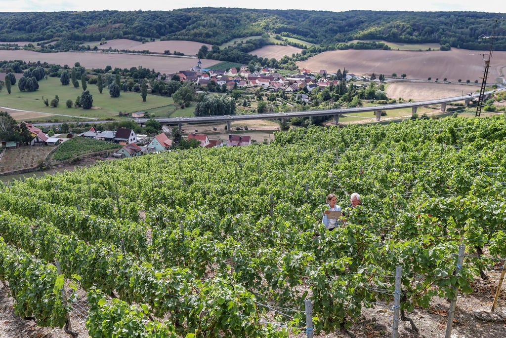 Weinstöcke auf einem Weinberg