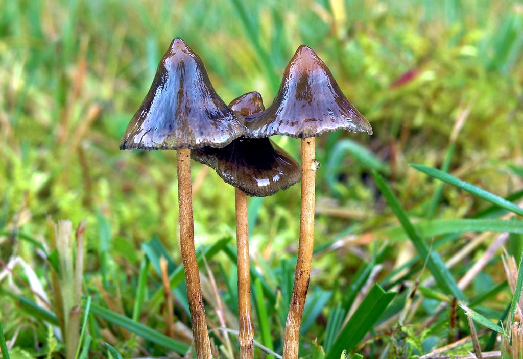 Halluzinogene Pilze oder auch die Droge LSD könnten zur Behandlung von Depressionen oder Traumata eingesetzt werden. Doch es gilt Chancen und Risiken abzuwägen, hebt die Suchtberatungsstelle der Awo in Schönebeck hervor.