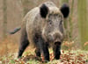Aus der freien Natur sind die Wildschweine längst in Gebiete innerhalb der Stadt vorgedrungen. Bitterfeld leidet darunter.