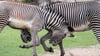 Unruhe im Zoo Leipzig: Wurde Tierpfleger Jörg Gräser ein verfüttertes Zebra zum Verhängnis?