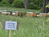 Seit Kurzem stehen die Bienenkästen eines Wanderimkers in Nessa. Ein Schild warnt vor den Tieren.