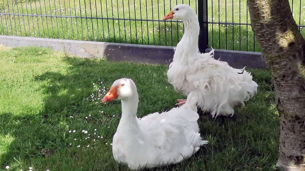 Haben sich schnell angefreundet: Gordon und seine Partnerin, für die noch ein Name gesucht wird.