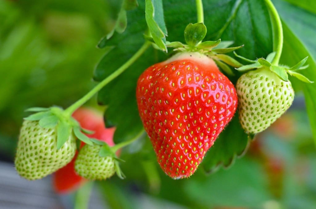 Sommerbeginn Gartentipps für Juni Was im Garten jetzt zu tun ist