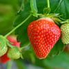 Auch sie sind im Garten reif - die Erdbeeren. Im Juni und Juli herrscht die Haupterntesaison der beliebten Früchte. Foto: Patrick Pleul/dpa