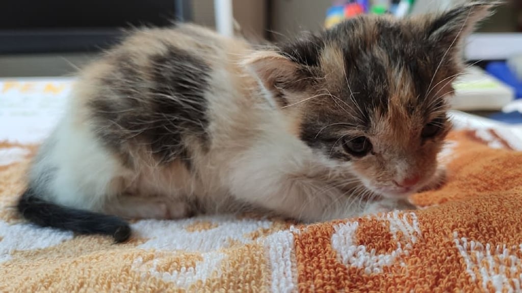 Die kleine Dana überlebte den Vorfall mit dem Glascontainer und erholt sich jetzt im Tierheim Wittenberg.