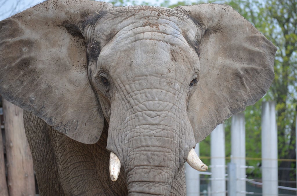 Besucher in Halle werden ihn vermissen: Elefantenbulle Abu war der Star im Bergzoo. Vor allem Kinder liebten den Dickhäuter.