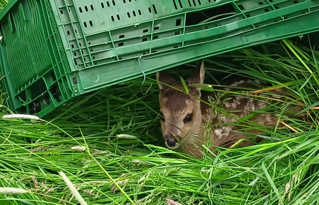 Das Rehkitz duckt sich ganz flach ins hohe Gras. Damit ist es vor Fressfeinden sicher. Dies schützt aber nicht vor dem Mähwerk der Landwirte. Die Jagdpächtergemeinschaft Kakerbeck rettet die Tiere.