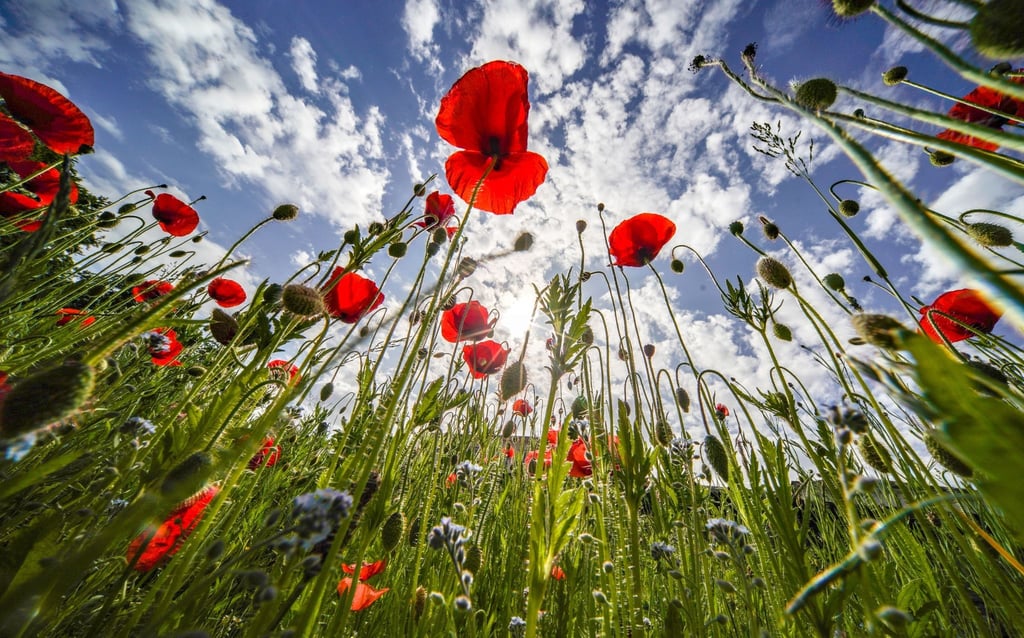Klatschmohn blüht am Rande des Kurparks von Bad Nauheim vor einem blauen Himmel.