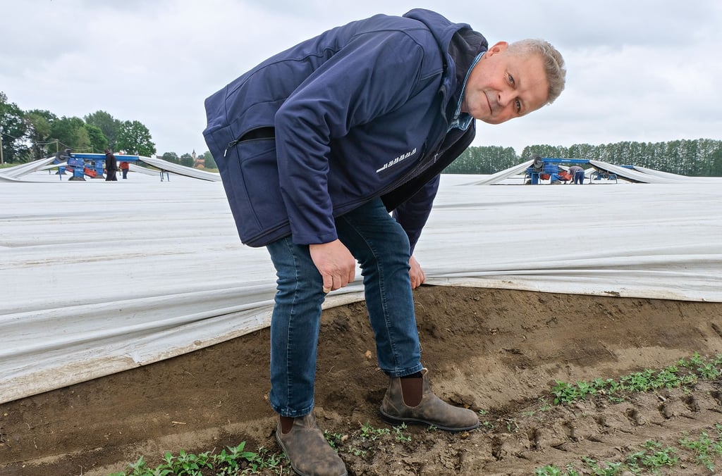 Ralf Donath kontrolliert auf der Anbaufläche regelmäßig die Bodenfeuchte in den Spargeldämmen.