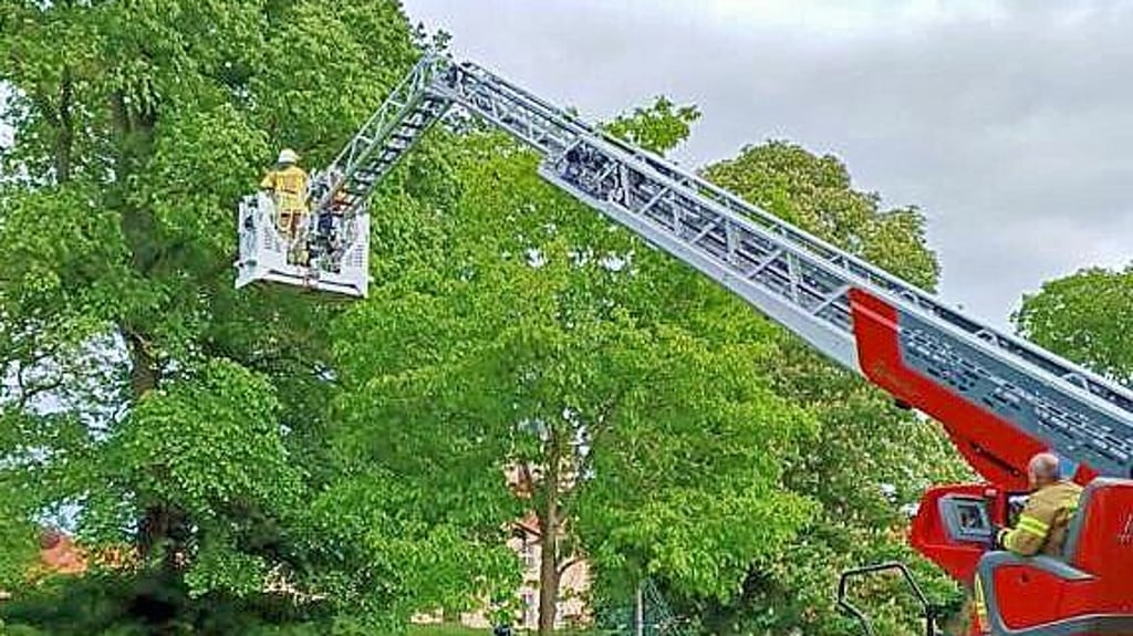 Die Feuerwehr bringt Imker Enrico Kretschmar mit der Drehleiter auf sichere Weise in luftige Höhe, um den Schwarm einzufangen.