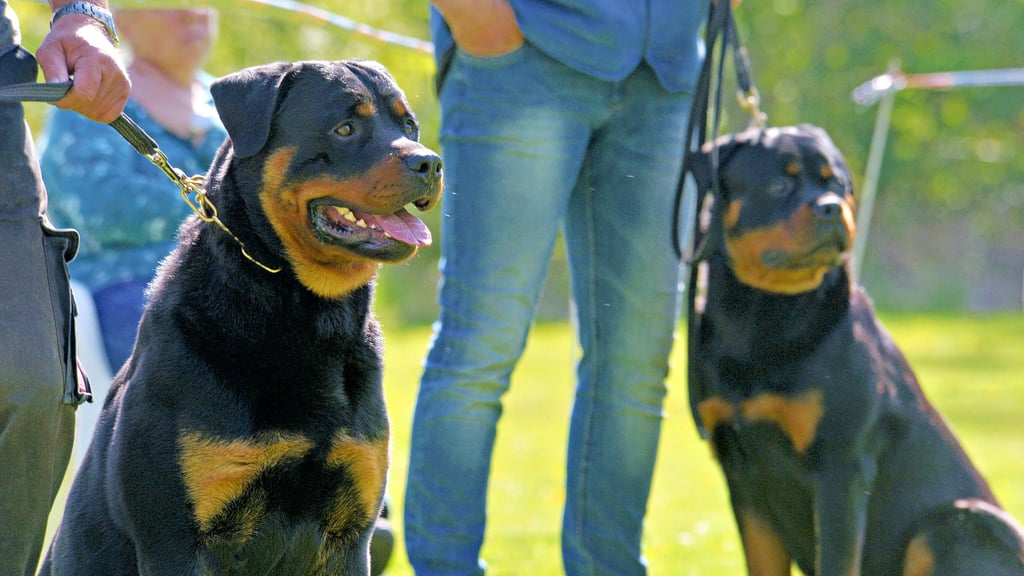 Seit zehn Jahren gibt es in Aschersleben eine Bezirksgruppe des Allgemeinen Deutschen Rottweiler Klubs.