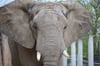 Elefantenbulle Abu hat den Bergzoo Halle verlassen und lebt jetzt wieder im Tiergarten Schönbrunn in Wien.