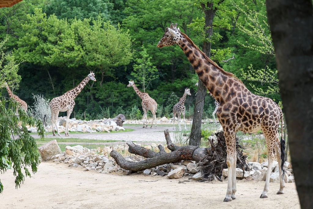 Giraffen stehen in ihrem Gehege in der Savannenlandschaft im Tierpark Berlin. Der neu eröffnete Bereich wartet mit Zebras, Giraffen, Gazellen und Gnus auf.