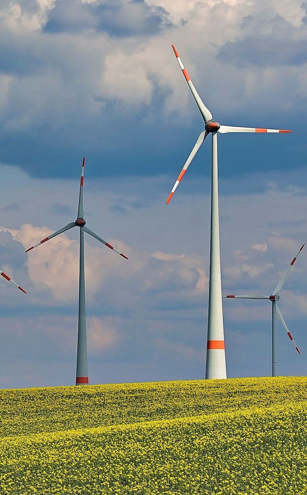 Auch zwischen Zeitz und Großpörthen sollen weitere Windräder aufgestellt werden. Jetzt geht es um Ersatzpflanzungen von Bäumen.