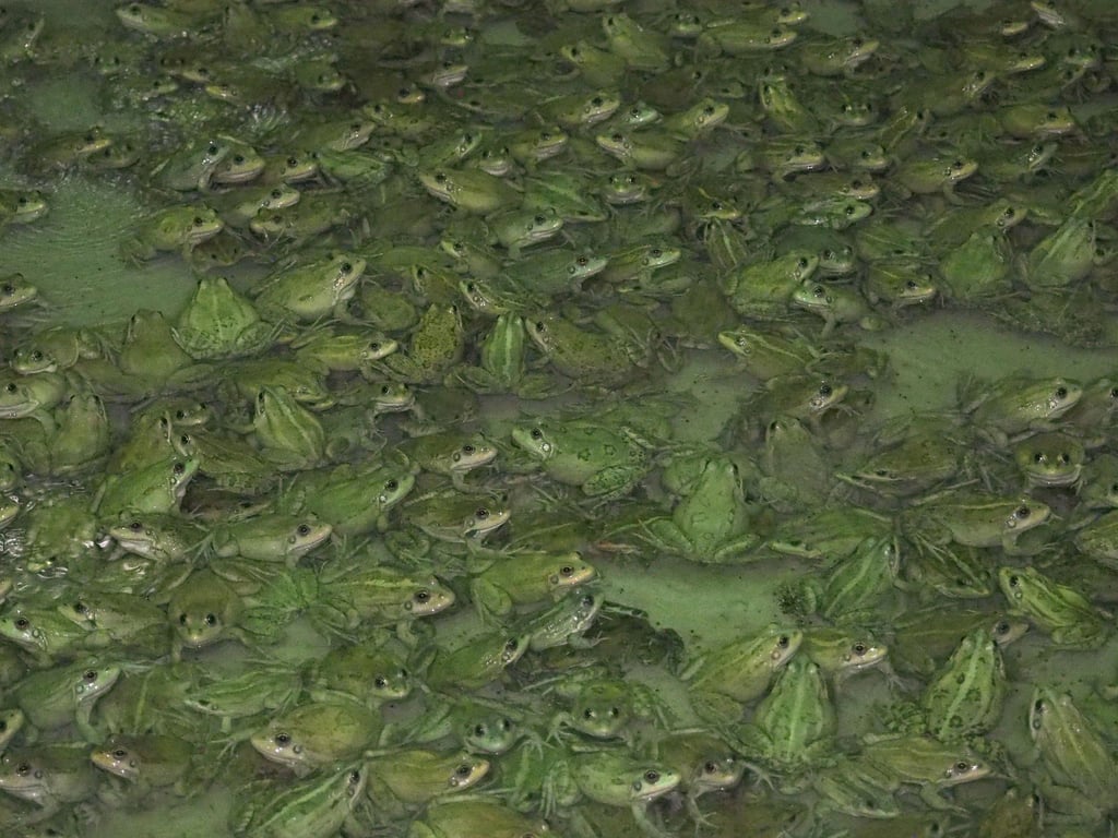 Frösche wachsen in der Froschfarm von Patrick François in Südfrankreich heran.