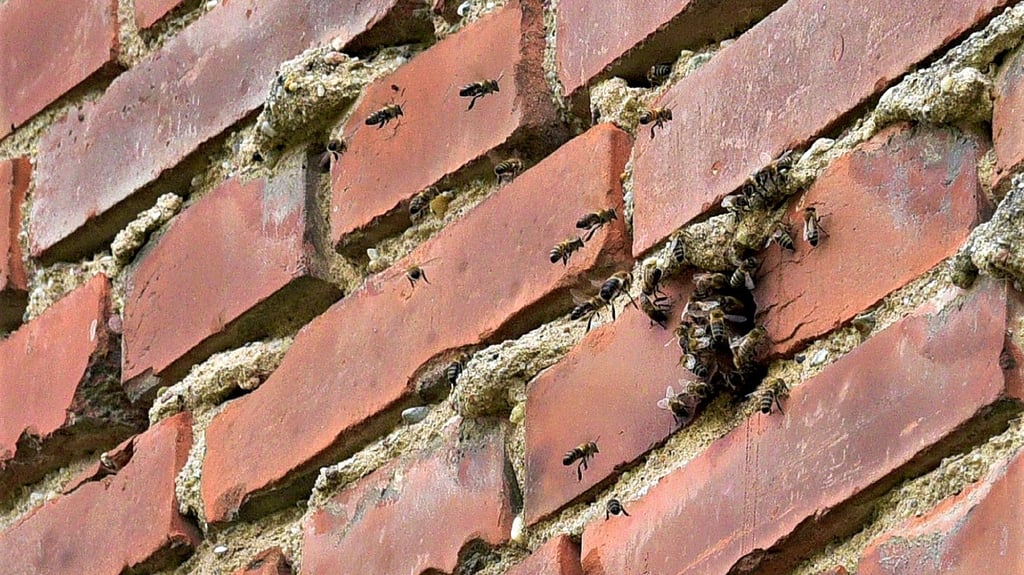 Die Honigbienen haben sich eine Bleibe im Giebel eines leerstehenden Hauses in Gerbitz gesucht.