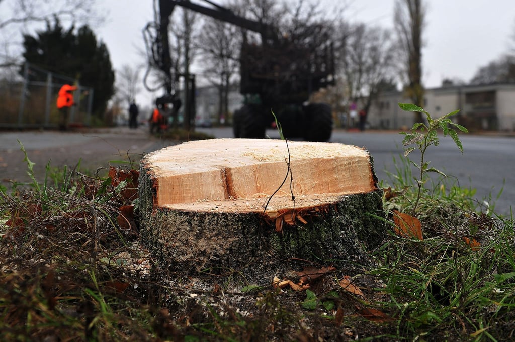 Was vom Fällen übrig blieb: Kommunen müssen Parkplätze frei von unfallträchtigen Hindernissen halten. Ansonsten verletzen sie ihre Verkehrssicherungspflicht.