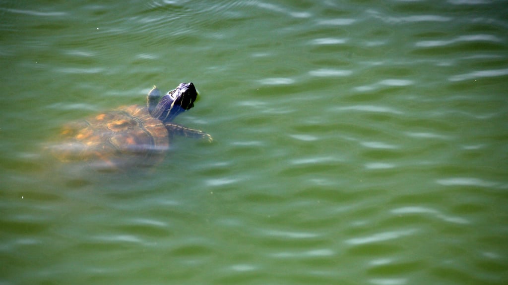 Eine Rotwangenschmuckschildkröte im Wasser: Auch in der Saale bei Halle sind die exotischen Tiere schon gesichtet worden. 