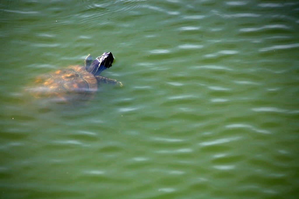 Eine Rotwangenschmuckschildkröte im Wasser: Auch in der Saale bei Halle sind die exotischen Tiere schon gesichtet worden.