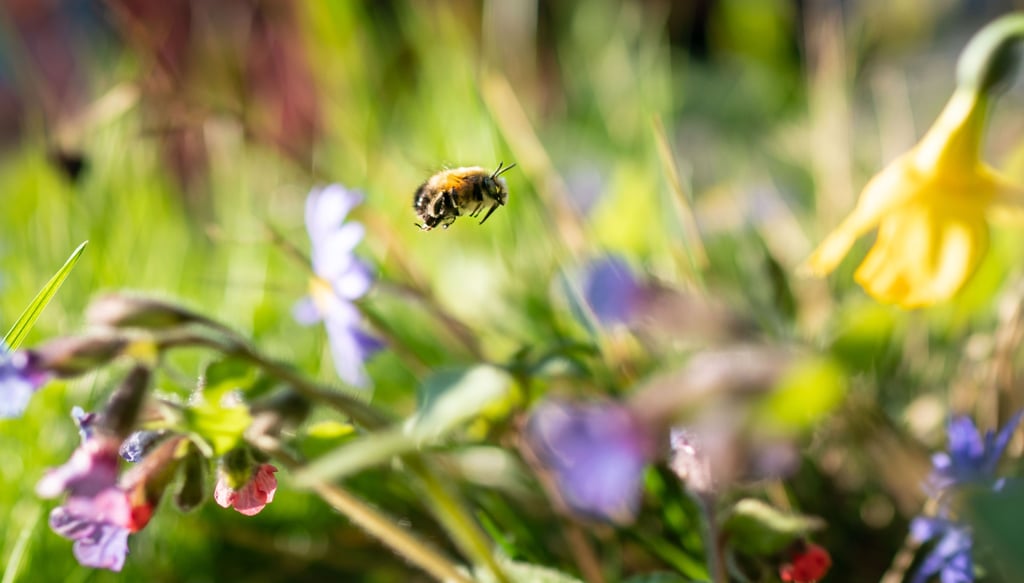 In Salzwedel soll ein Bienenfutter-Automat dem Sterben der Insekten entgegenwirken.