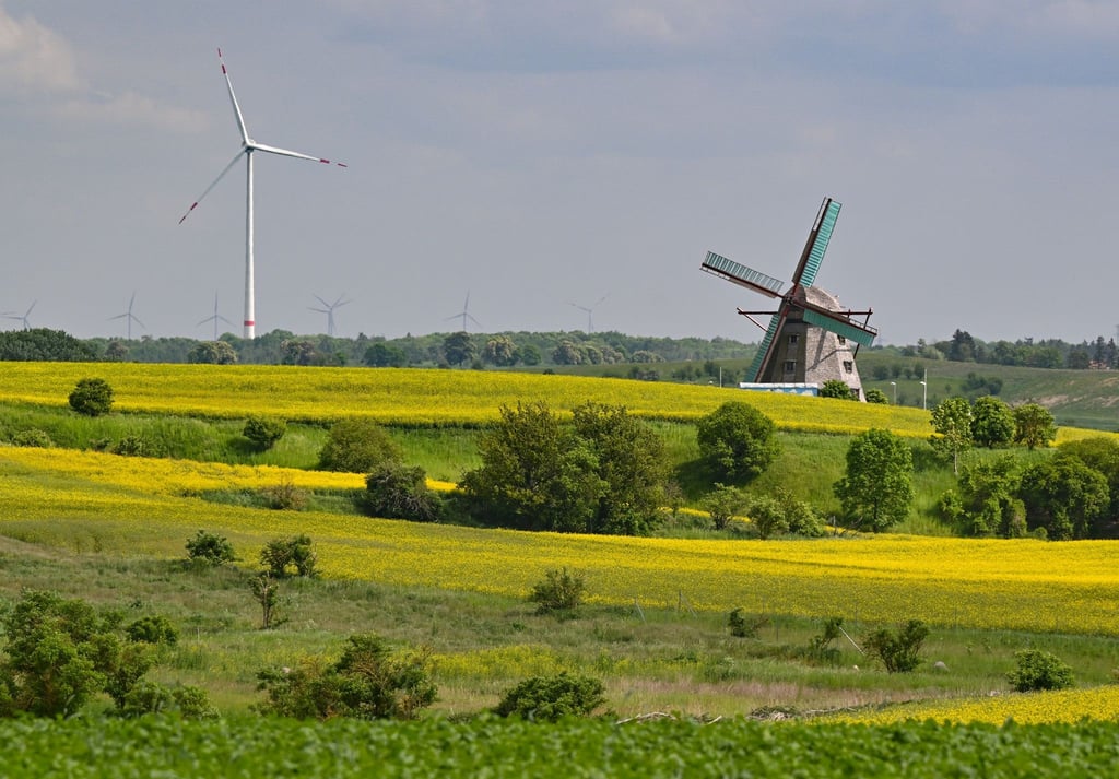 Die Achtkant-Erdholländermühle dreht sich im Wind auf einem Hügel mit gelben Raps.