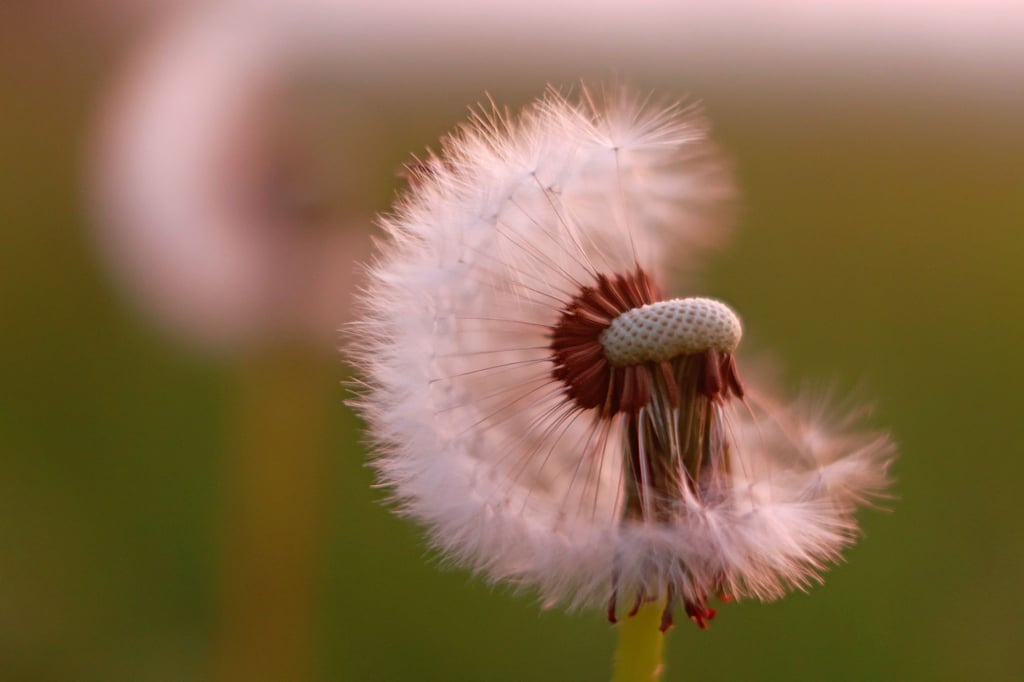 Eine Pusteblume steht bei Sonnenaufgang am frühen Morgen auf einer Wiese.