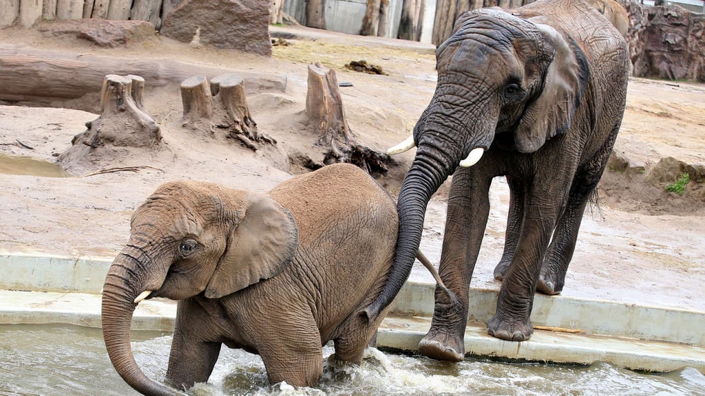 Auch der Bergzoo Halle und Elefantenbulle Abu (rechts im Bild) blieben nicht von einem Skandal verschont. Foto: Jan Woitas/dpa