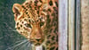 Eine der beiden neuen Amurleoparden-Damen im Zoo Aschersleben