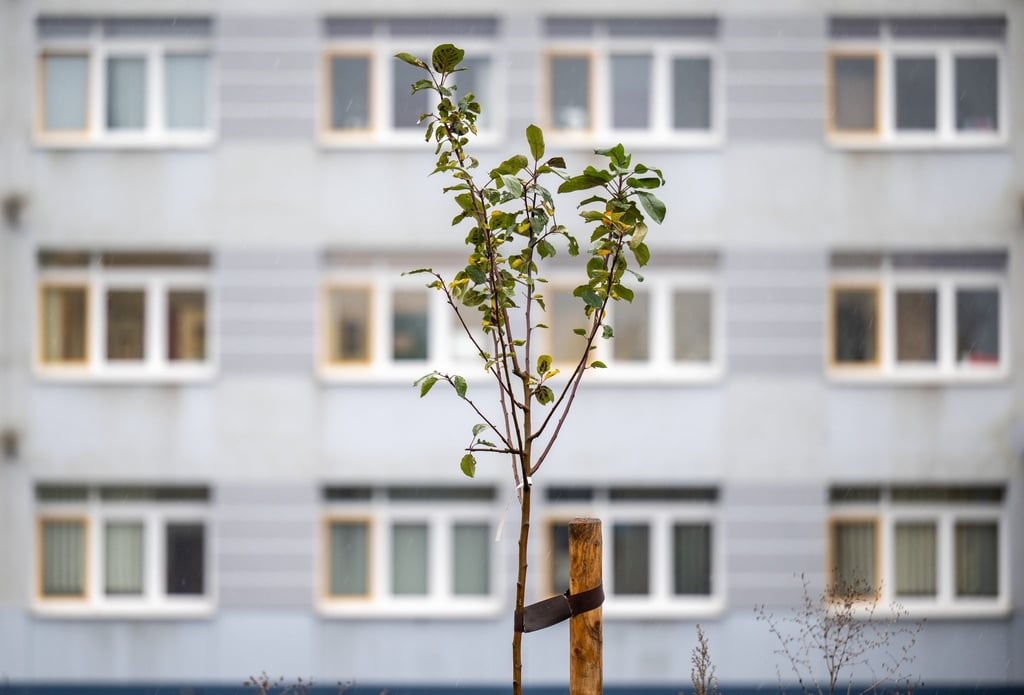 Ein Apfelbaum wächst auf einem Parkplatz im Heckert-Plattenbaugebiet in Chemnitz.