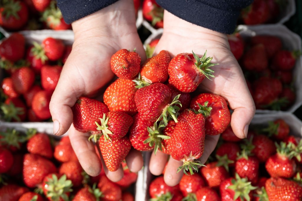 Eine Erntehelferin hält anlässlich der Eröffnung der Erdbeersaison zahlreiche frisch gepflückte Erdbeeren in ihren Händen.
