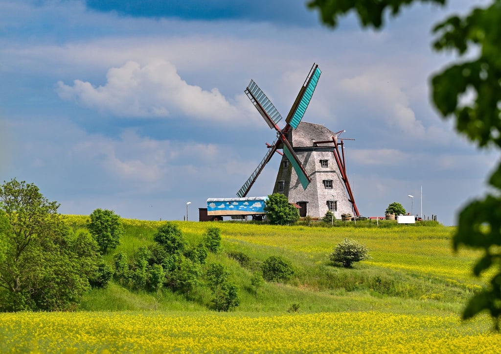 Die Achtkant-Erdholländermühle und Kultur e.V. dreht sich im Wind auf einem Hügel mit gelben Raps.