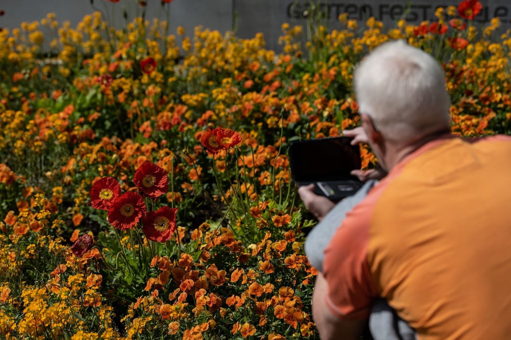 Ein Besucher fotografiert bei der niedersächsischen Landesgartenschau Mohnblüten.