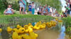 In Westdorf sind auch in diesem Jahr wieder die Enten los.  