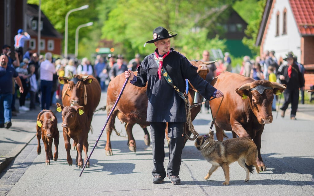 Harzer Rotvieh wird beim traditionellen Viehaustrieb durch die Bergstadt Wildemann im Landkreis Goslar im Harz getrieben.