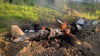 Auf diesem von der Pressestelle der ukrainischen Polizei zur Verfügung gestellten Foto sind nach einem nächtlichen Raketenangriff Mitte Mai in der Region Kiew Bruchstücke einer mutmaßlich russischen Rakete zu sehen, die vom ukrainischen Luftabwehrsystem abgeschossen wurde.