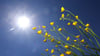 Butterblumen im Sonnenschein.