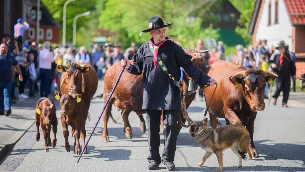 Harzer Rotvieh wird beim traditionellen Viehaustrieb durch die Bergstadt Wildemann im Landkreis Goslar im Harz getrieben.