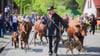 Harzer Rotvieh wird beim traditionellen Viehaustrieb durch die Bergstadt Wildemann im Landkreis Goslar im Harz getrieben.
