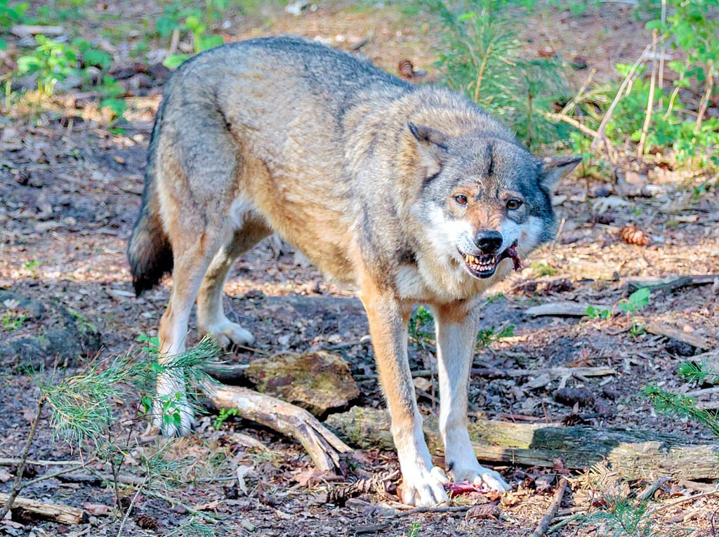 Der Wolf breitet sich zunehmend langsamer aus, wie die Daten vom Wolfskompetenzzentrum Iden beweisen.