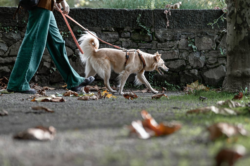 Wird ein Hund zwischen Quellendorf und Gröbzig aufgegriffen, so kommt er für gewöhnlich ins Köthener Tierheim.