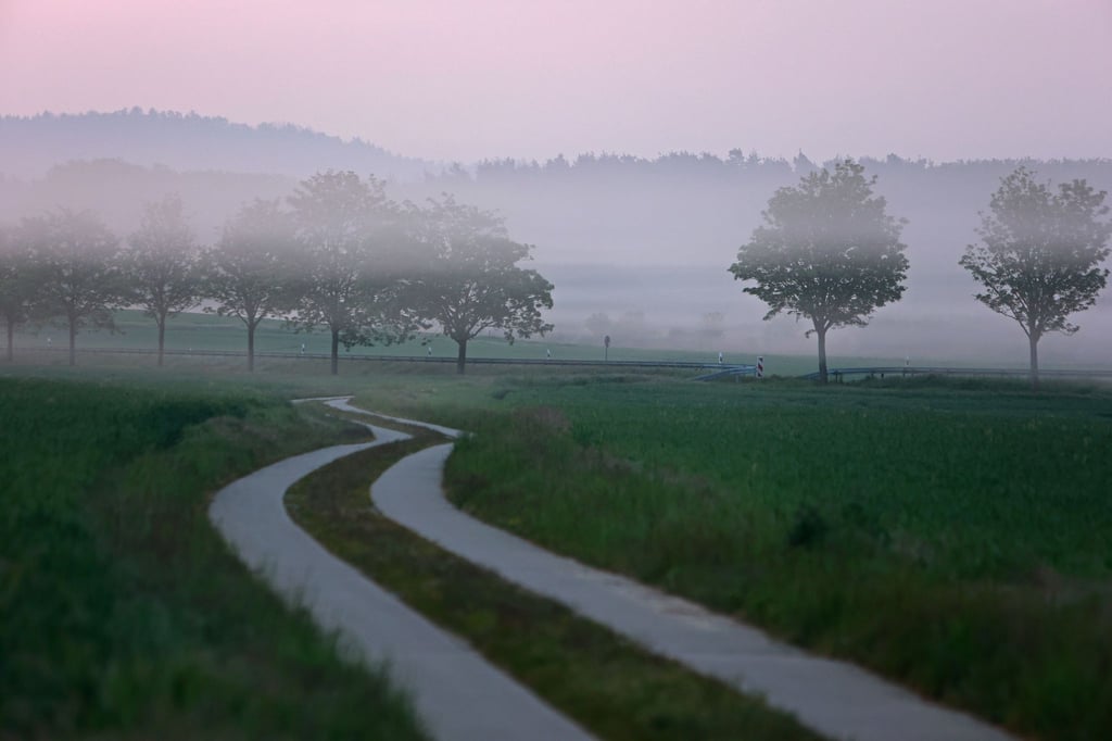 Nebelschwaden steigen am frühen Morgen im Harz bei Derenburg auf.