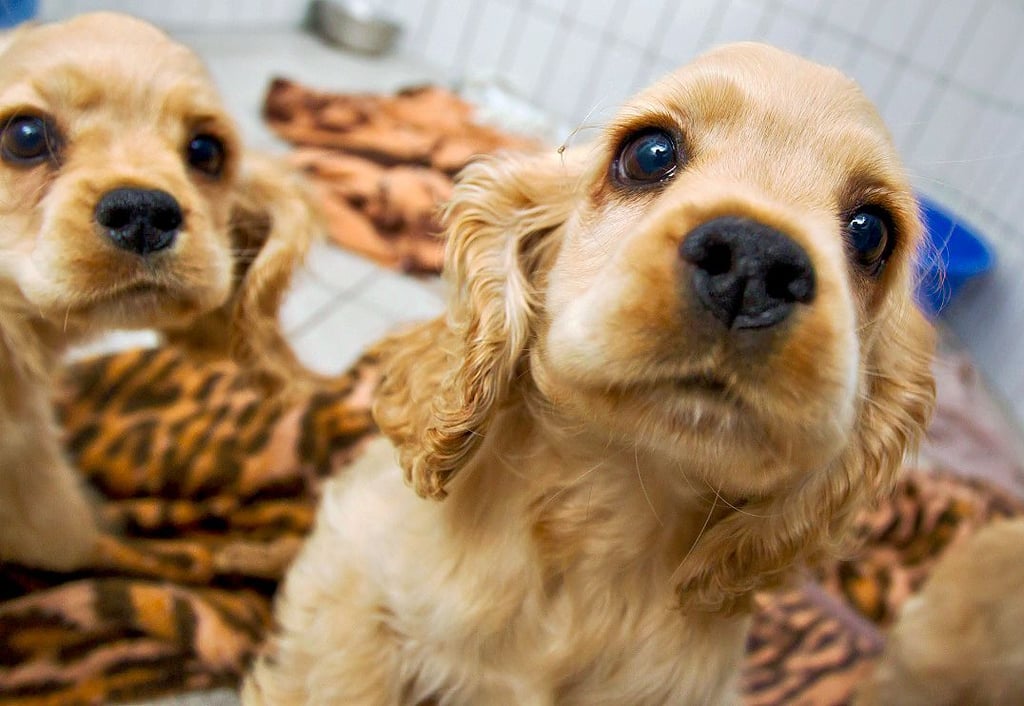 Niedlich und verspielt sind Hundewelpen. In Stendal können sie immer sonntags unter Anleitung toben und Regeln lernen.